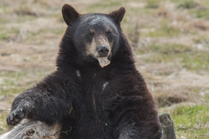 Alaska Wildlife Day Tour with Free Hotel Pickup - Photo 1 of 6